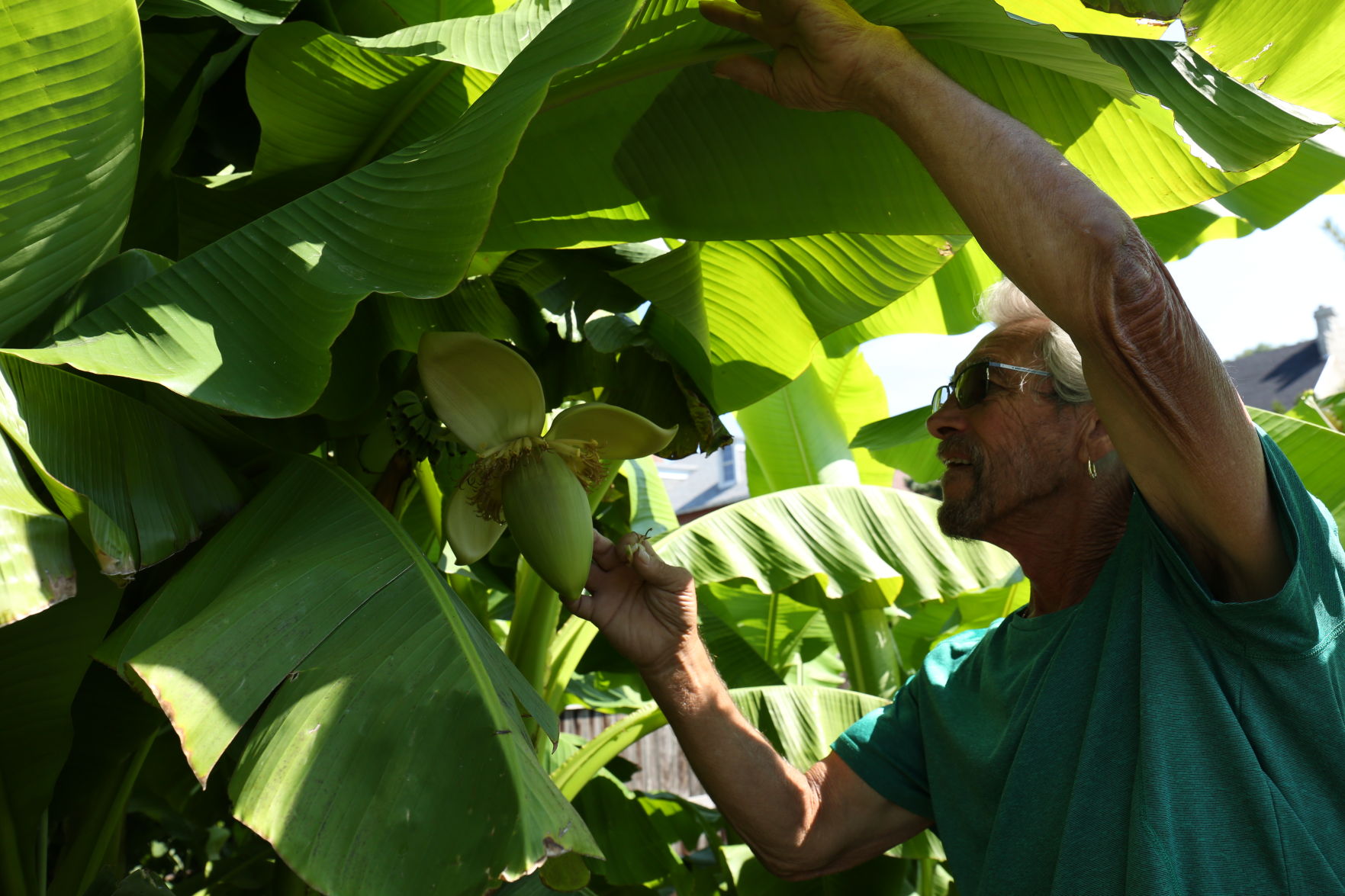 Banana plant
